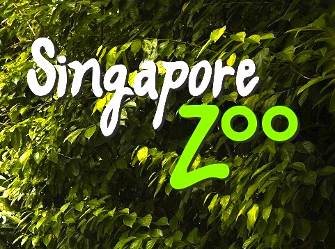 ã·ã³ã¬ãã¼ã«åç©å-singapore-zoo-ï¼