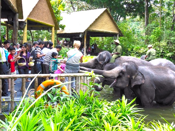 シンガポール動物園-singapore-zoo-象