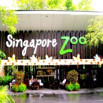シンガポール動物園を熱烈ガイド★Singapore Zoo